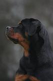 ROTTWEILER 644